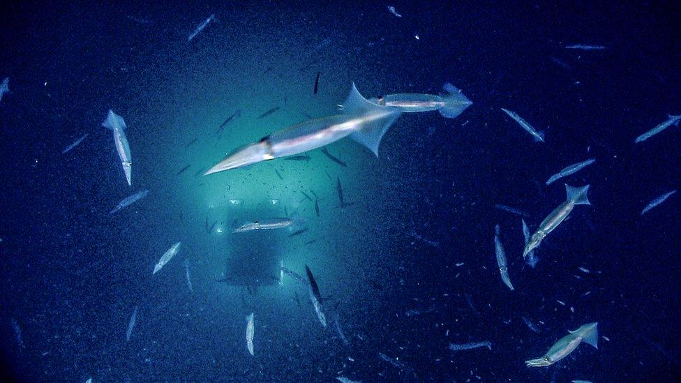 A submarine descending into fish