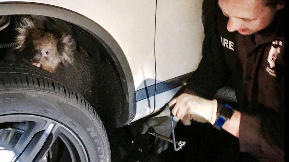 A koala sits trapped behind the wheel of a car prior to being rescued in Adelaide, South Australia, September 9, 2017 in this handout picture distributed to Reuters on September 16, 2017.