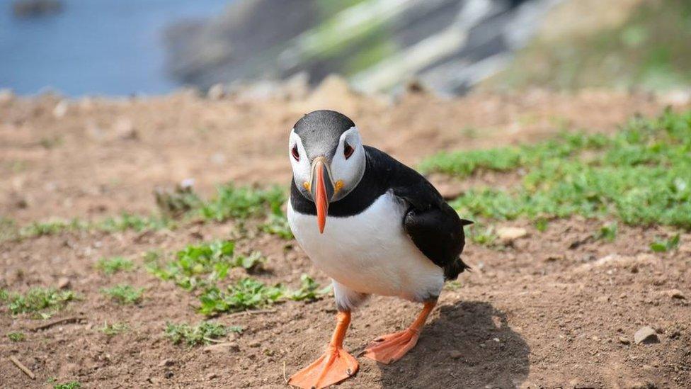 Puffin in Skomer Island