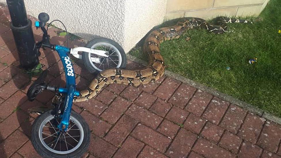 Snake in garden