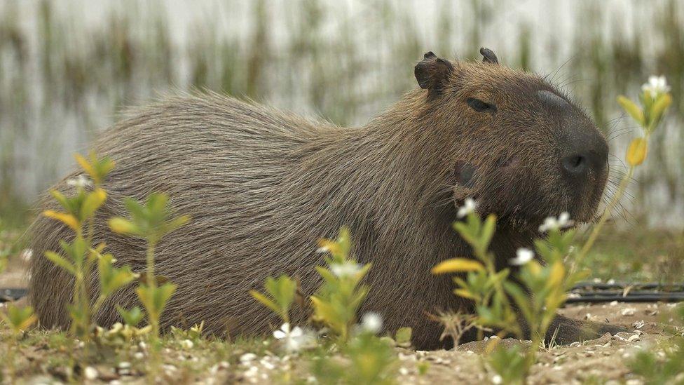 a capybara near the third hole of the Olympic golf course, 8 August 2016