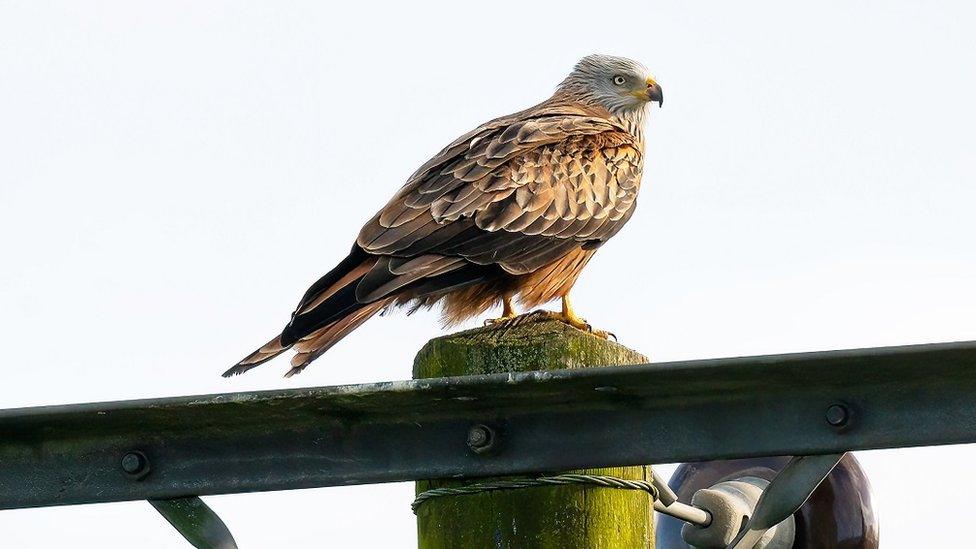 TUESDAY - Milcombe