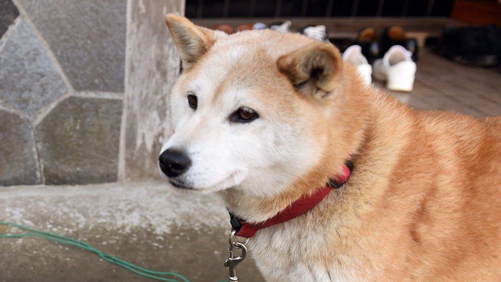 A Japanese Shiba Inu dog