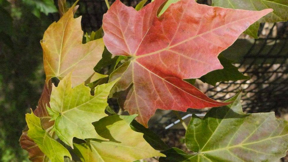 Acer at Westonbirt, The National Arboretum