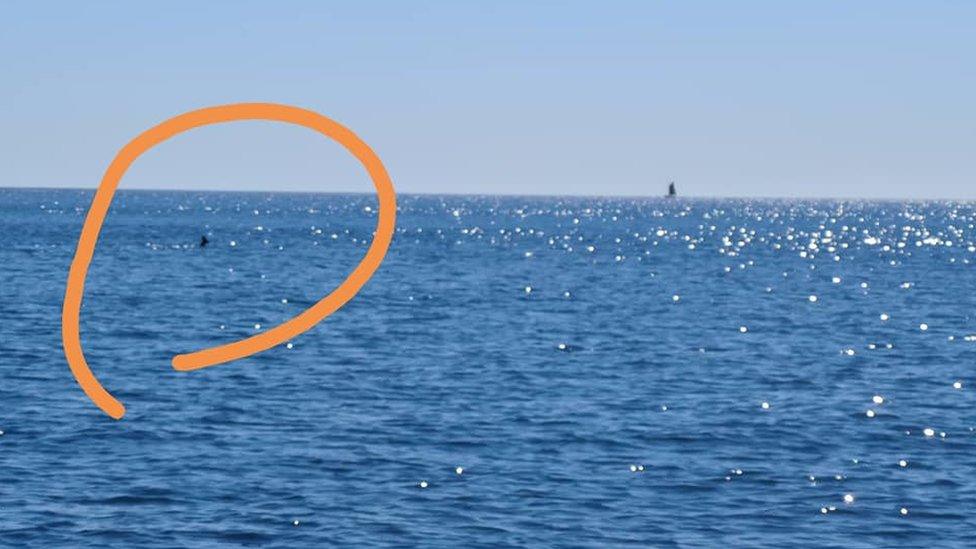 Deer floating in distance of sea, circled in orange