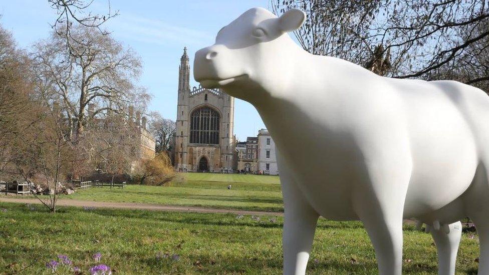 Cow sculpture in Cambridge