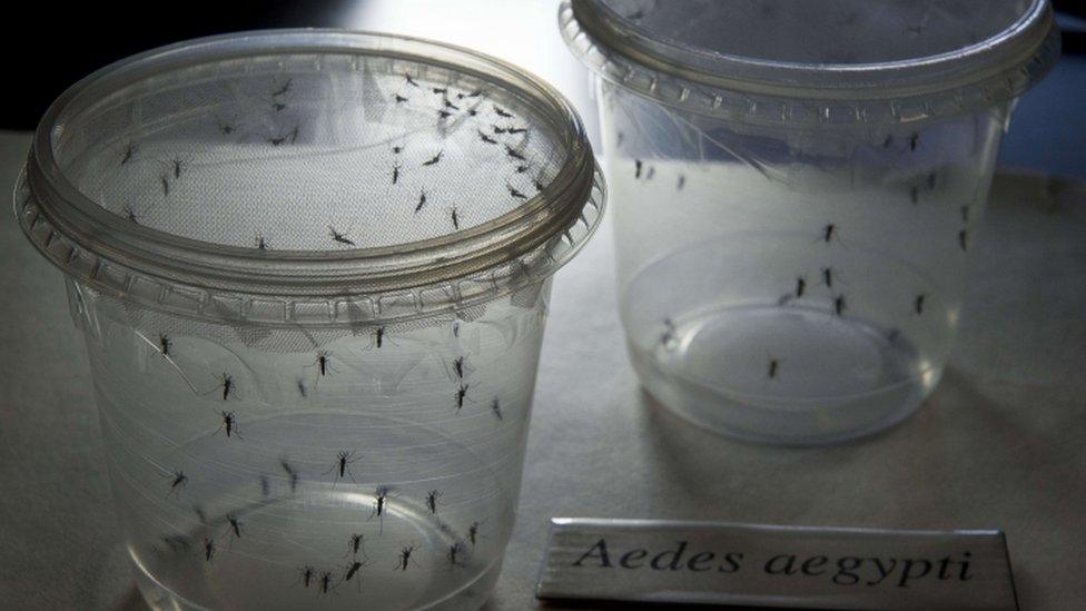 Aedes aegypti mosquitoes are seen in containers at a lab of the Institute of Biomedical Sciences of the Sao Paulo University, on January 8, 2016 in Sao Paulo, Brazil.