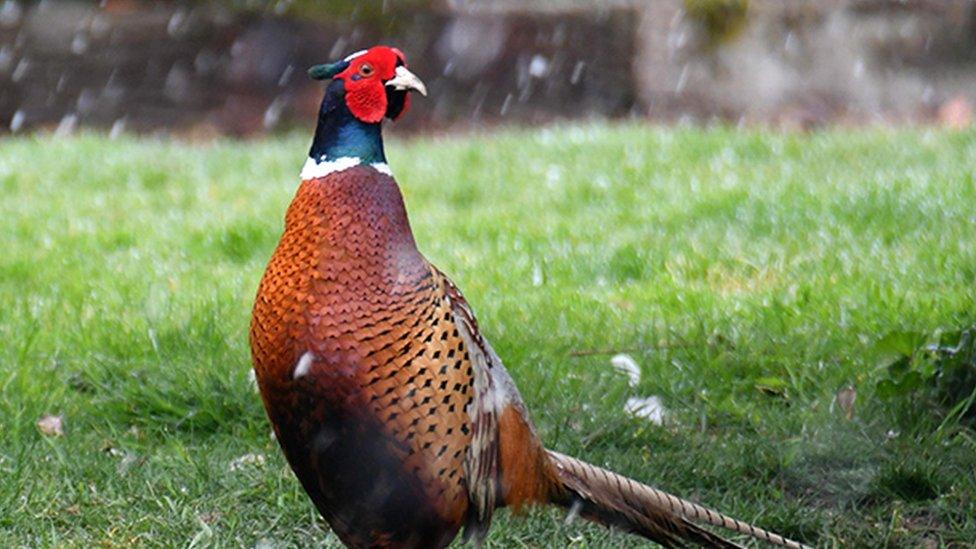 Pheasant on grass during snowfall