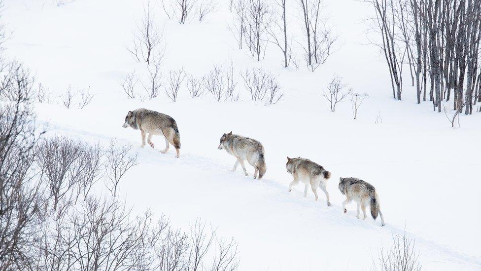 Wolves in Norwegian winter forest