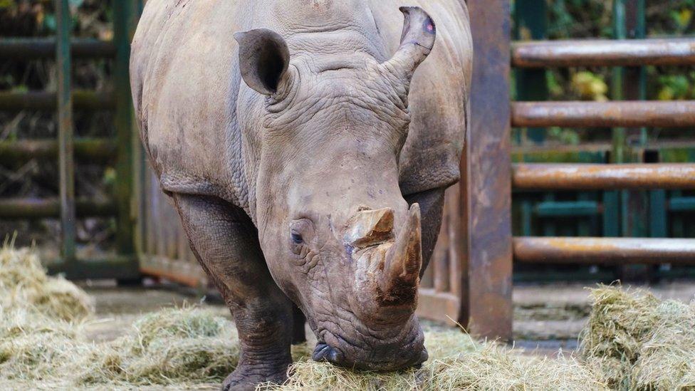 Razina the rhino at Longleat