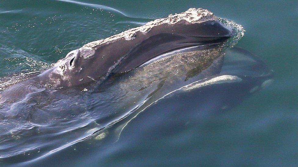 North Atlantic right whale