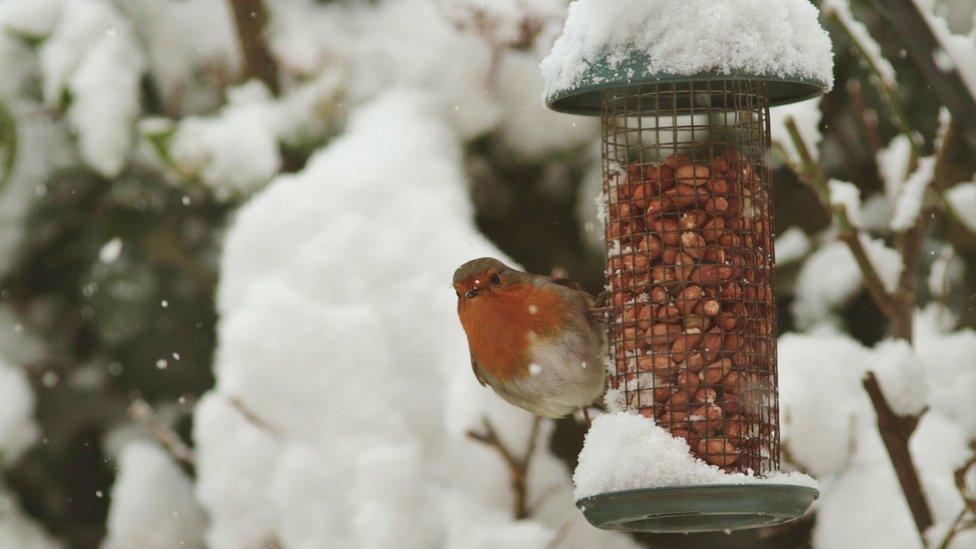 A robin in the snow