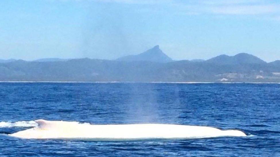 Migaloo the white humpback whale