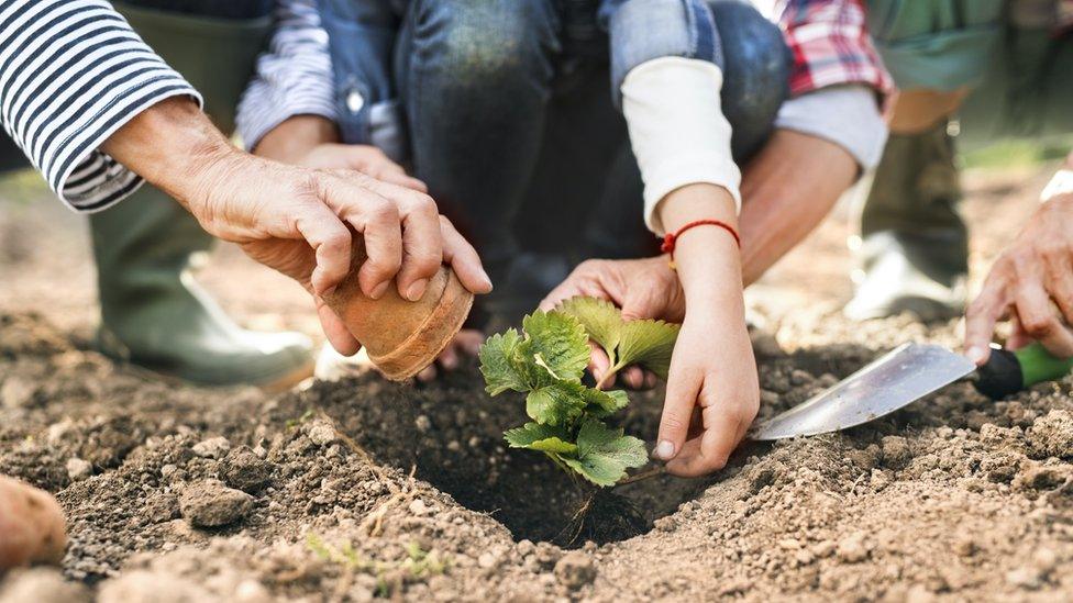 Planting