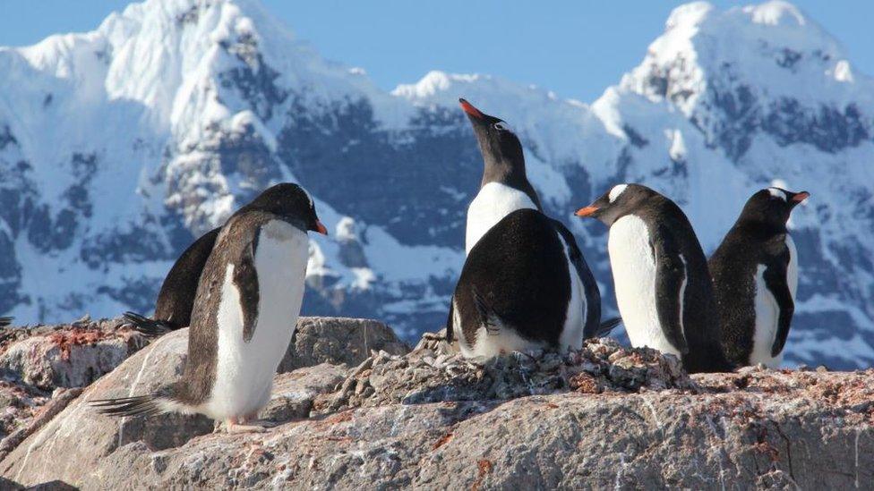 Gentoo penguins