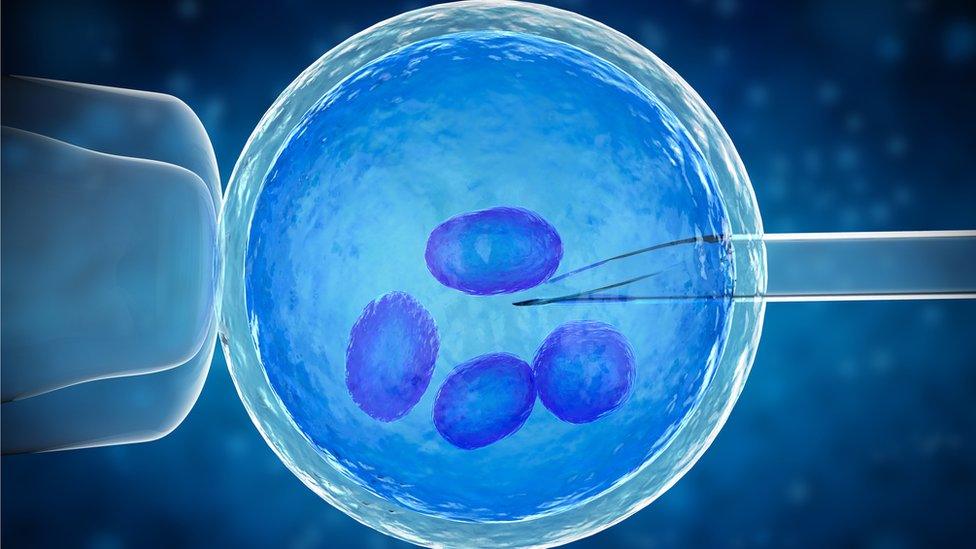 in vitro fertilisation or IVF