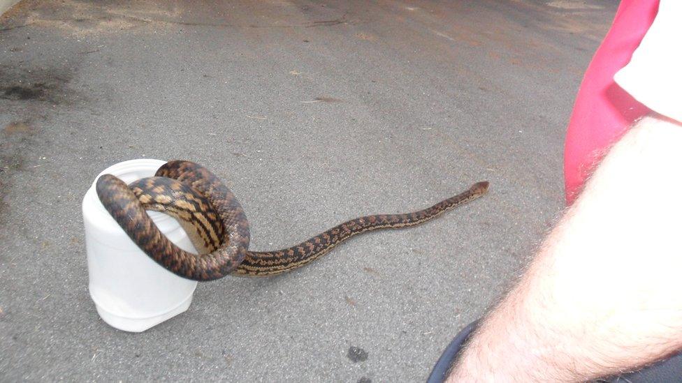 Snake found in house in Queensland, Australia