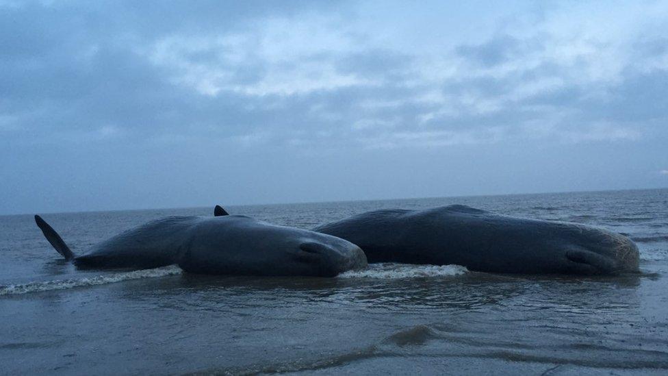 Two dead sperm whales, Skegness