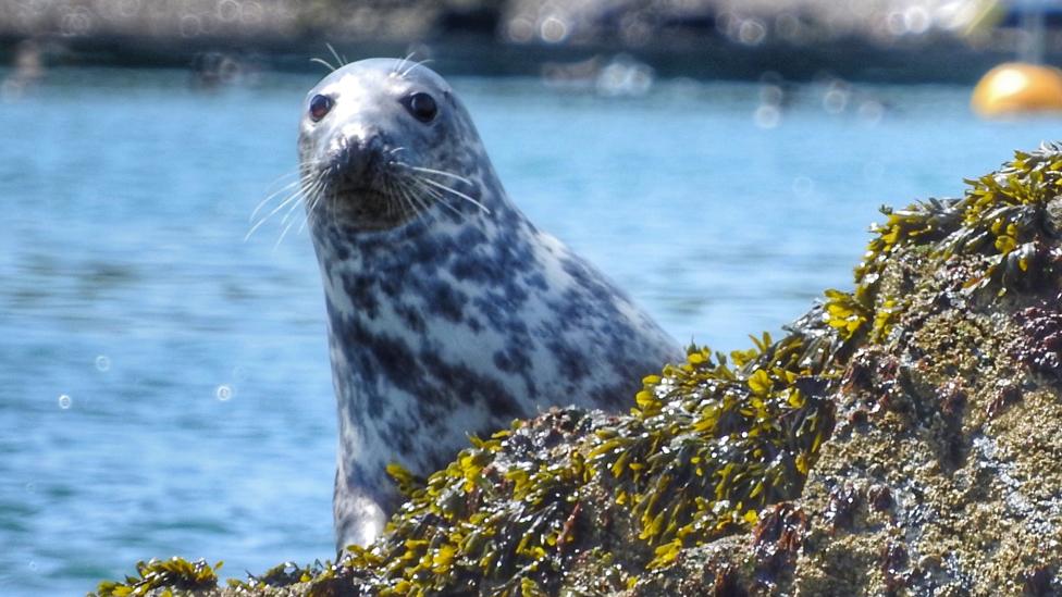 Seal on Skomer island