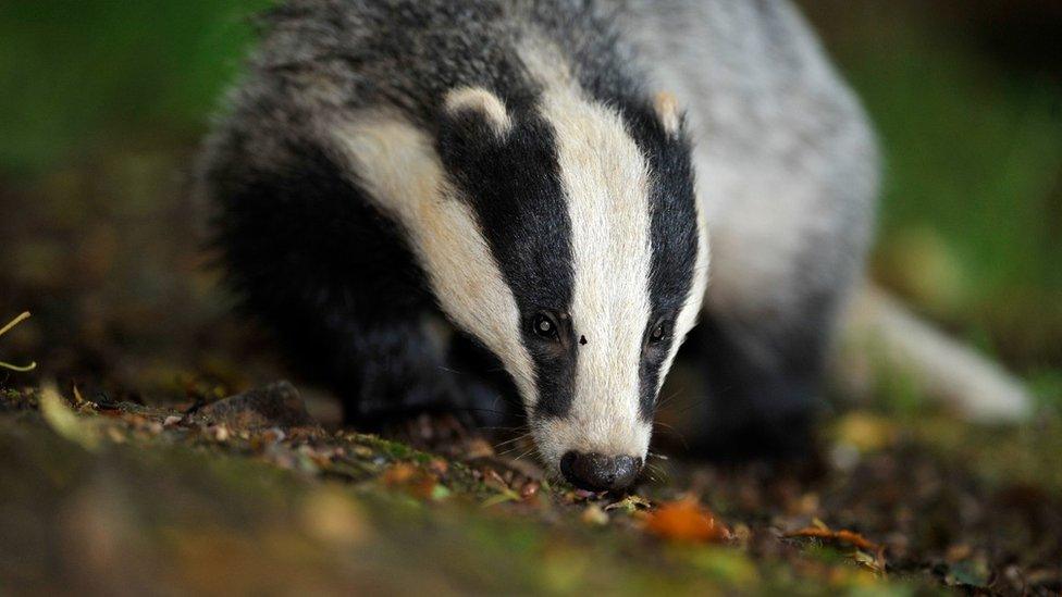 Badger