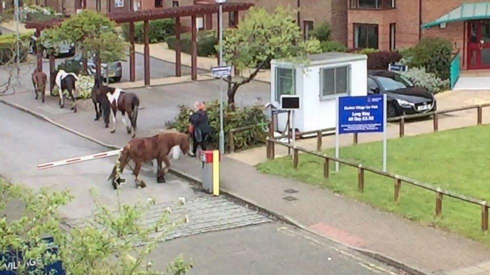 Horses in Chelmsford