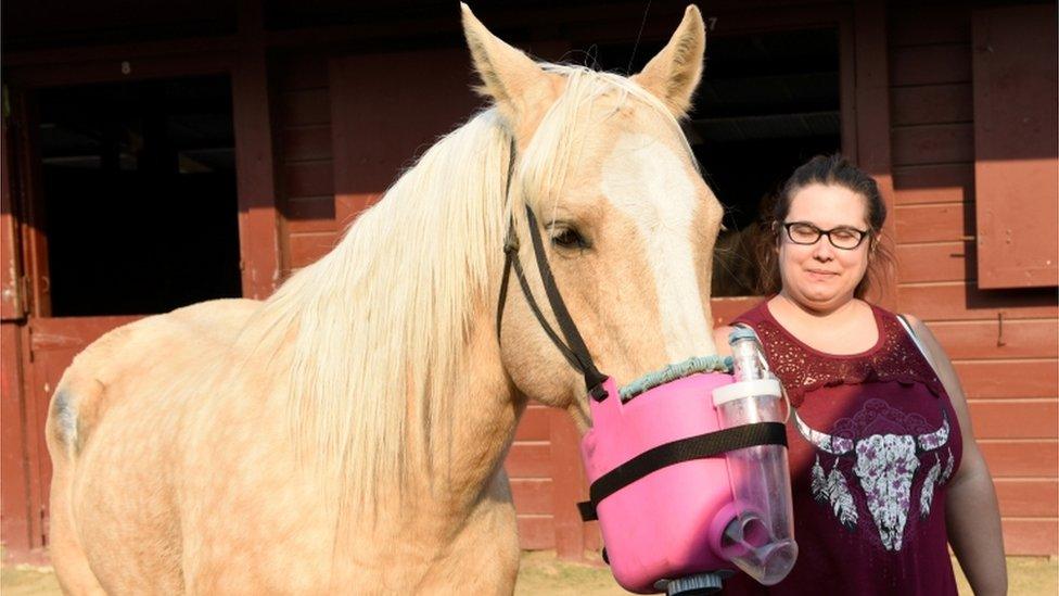 A horse in California receiving a saline breathing treatment as it is evacuated from the Kincade Fire