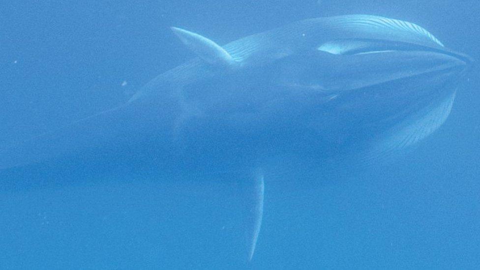 An Omura's whale caught underwater lunge feeding