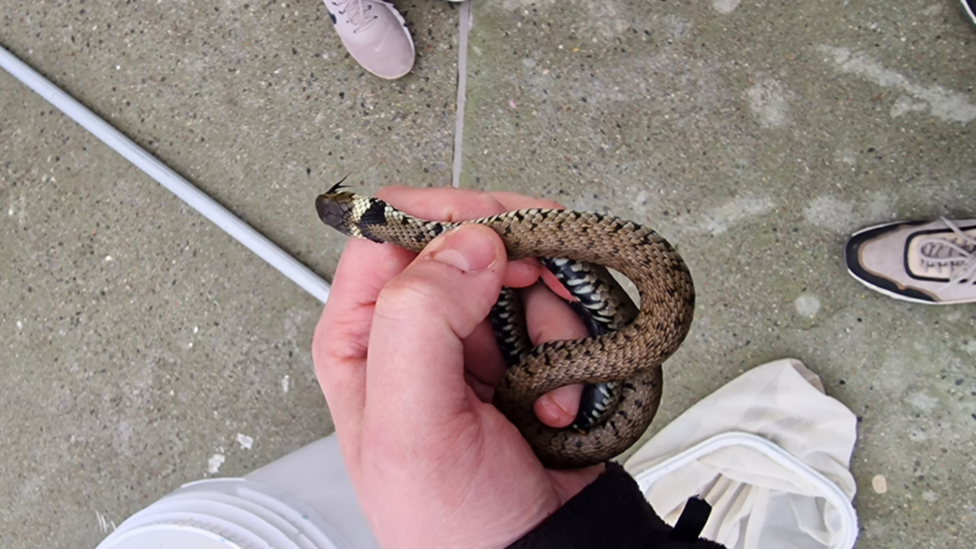 Snake in a hand