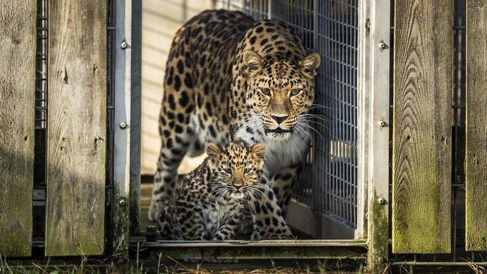 Amur leopard cub and mother