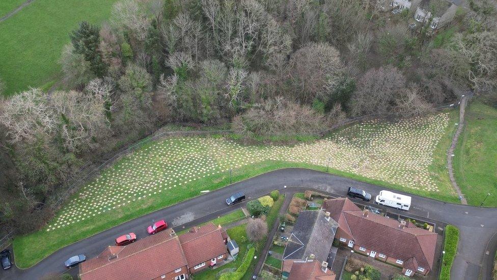 Micro wood plantation at Farmhill in Douglas