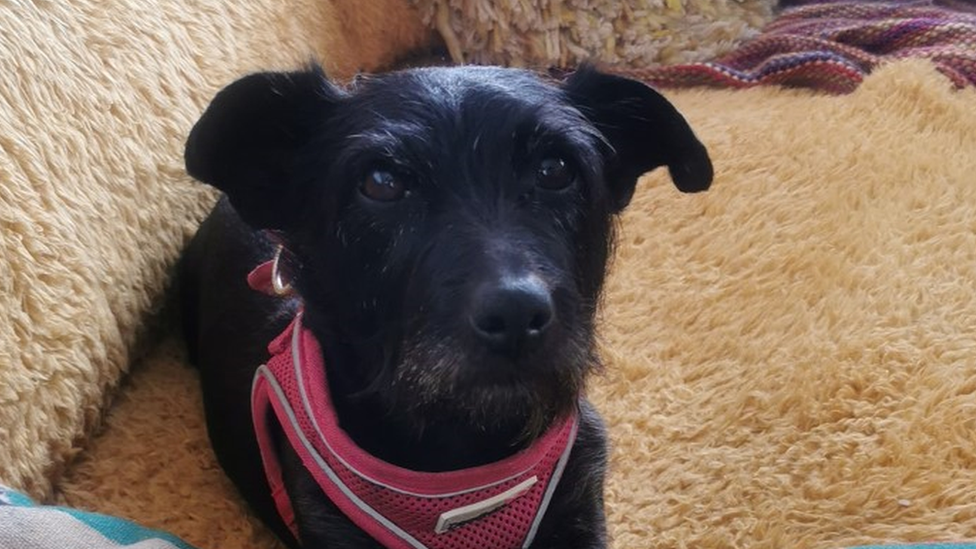 Lola the patterdale