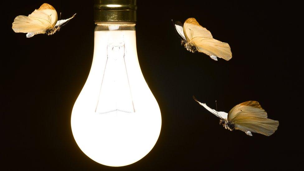 Moths flying around a bright lightbulb