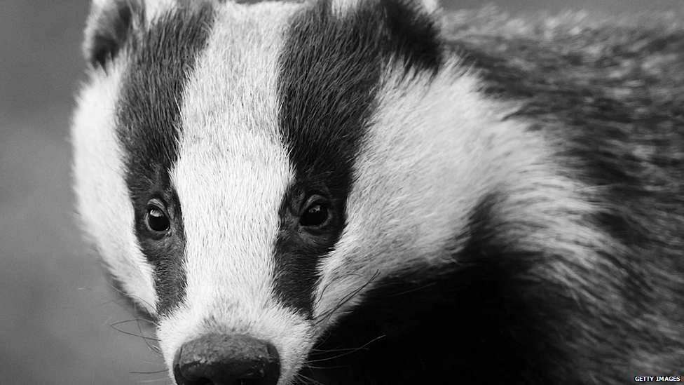 Badger (Getty Images)