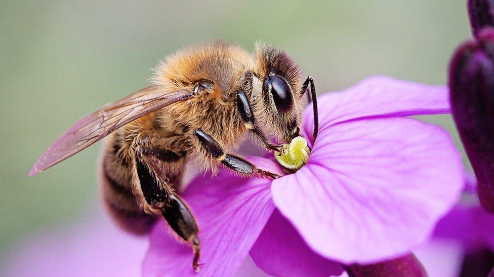 Honeybee on flower