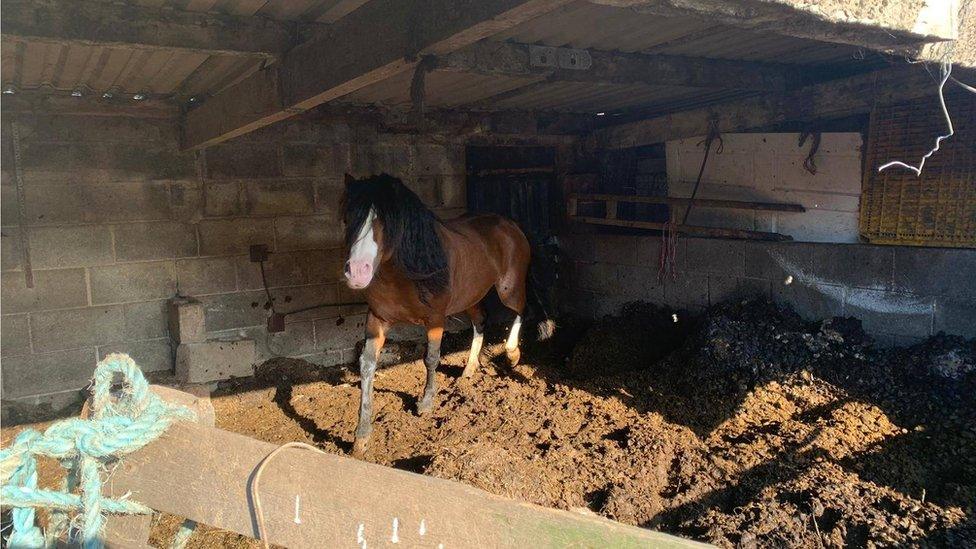 A horse in a stable