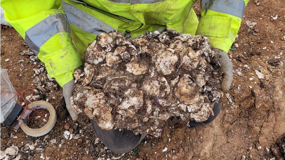 Oyster shells