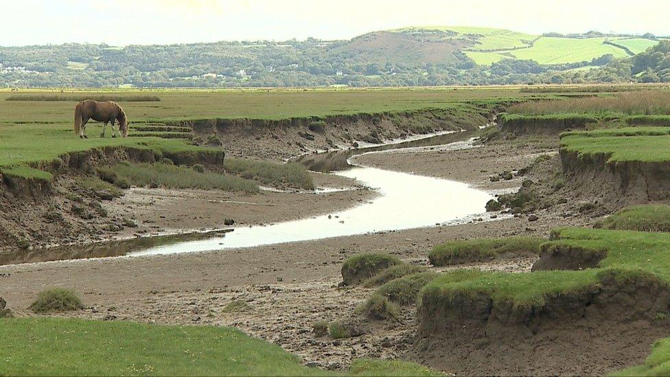 North Gower salt marsh, with a horse grazing