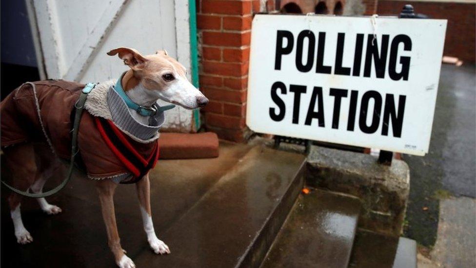 Dog at polling station