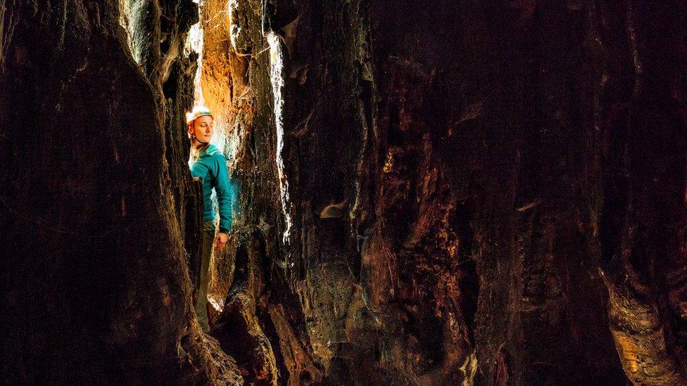 Ecologist Dr Jen Sanger inspects a tree