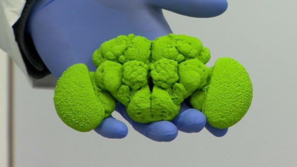 A model of a fruit fly's brain - 50,000 bigger than the original