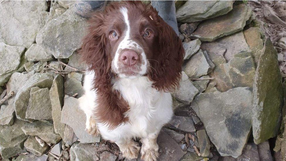 stolen spaniel Bella