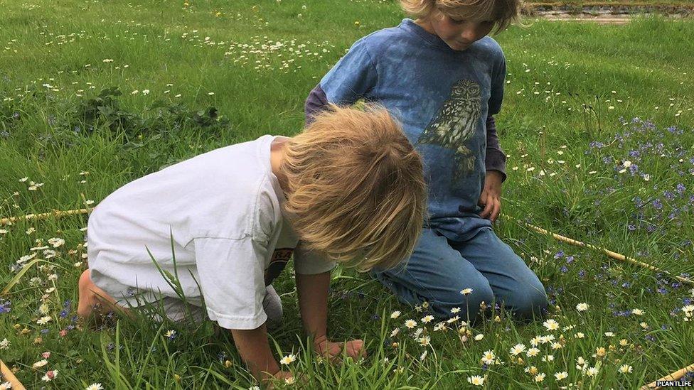 Counting wildflowers