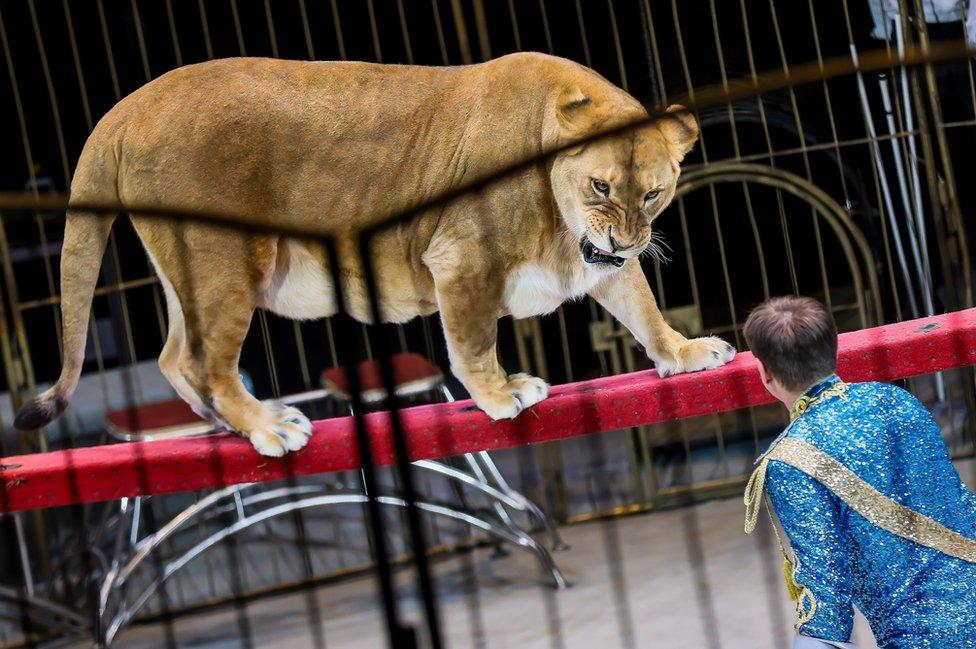 Animal handler Vitaly Smolyanetsk performs with the State Circus of Vladivostok on 16 December.