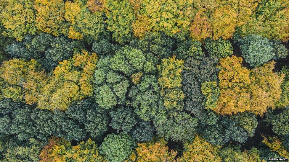 Multicoloured trees from above