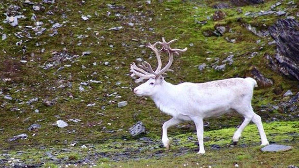 White reindeer came close to Kevin and his team