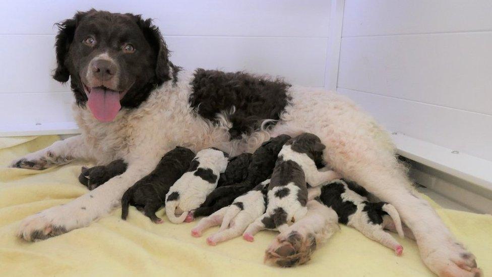 Wetterhoun Aafke with her eight puppies