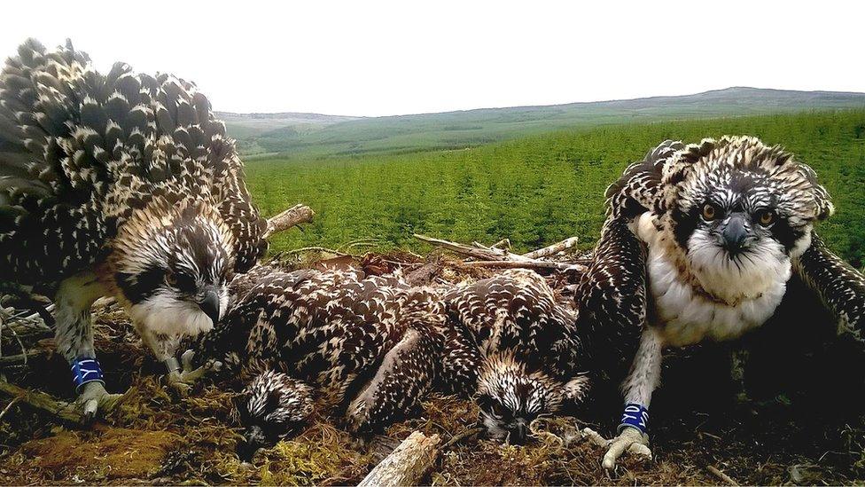 One of four osprey chicks which have been reared in a single nest at Kielder