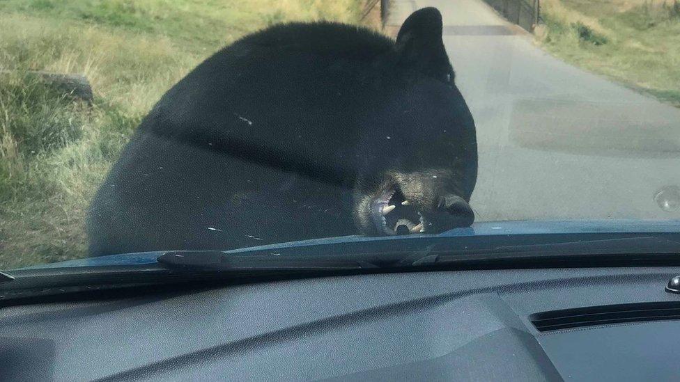 Bear on a car