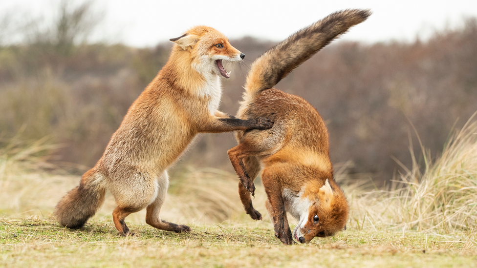 red fox on the left is standing up holding onto red fox on the right who is upside down in the air.