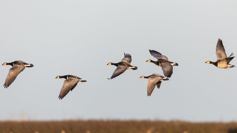 Barnacle geese